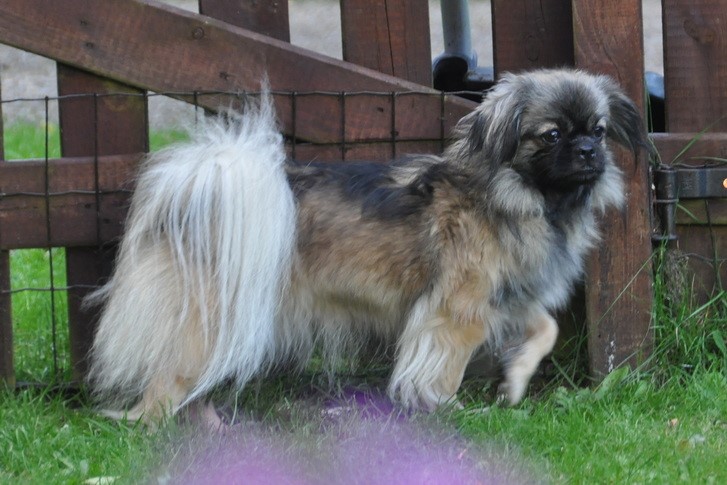Sommerlyst's Opalina Lha-sho Lotus - aka Seba
Far: MultiCH Sommerlyst's Rigpa Atisha
Mor: 3XCH + Winner Sommerlyst's Cha-ri Ka-ma-la
PRA3 clear, PL 0/0, Øjne u.a., Exc.CK 1.v.