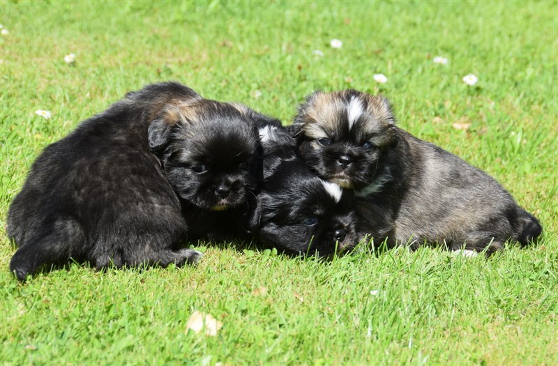 Uma og Ravi's tre skønne hvalpe. Den zoble tæve bliver nok her, den zoble dreng flytter til Jelling.  Den black/tan m/hvidt har desværre et blåt øje, så han er ren familiehund. De er født den 7.6.26.