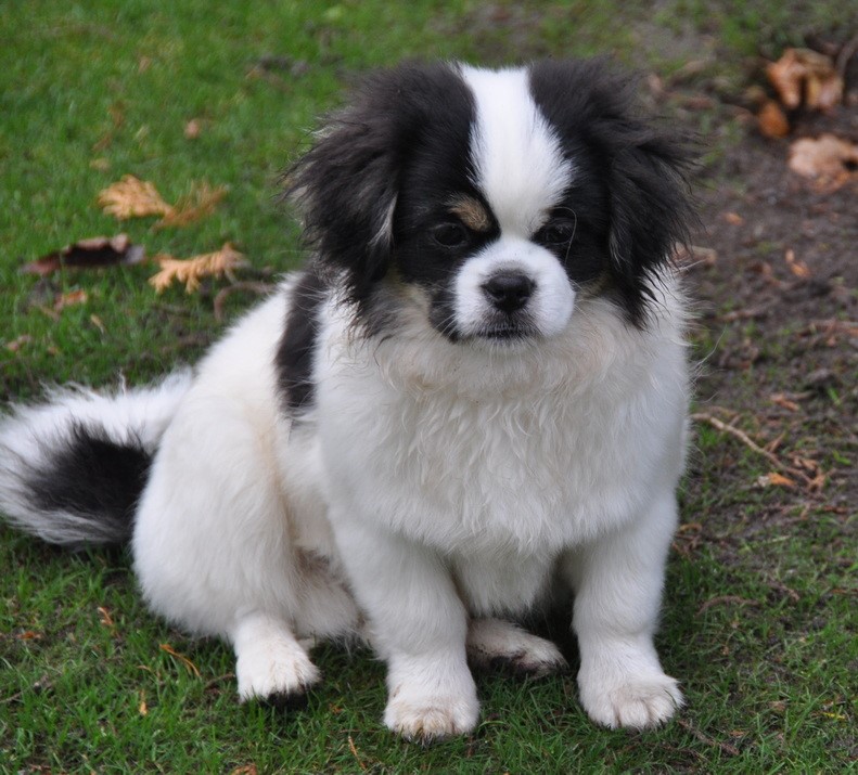 Sommerlyst's Zigsa  -  aka Ziggie